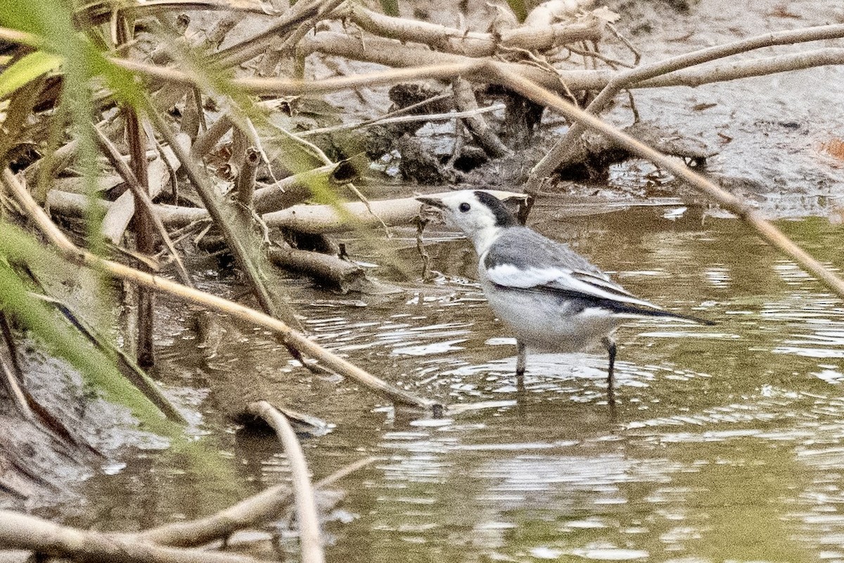 Хөх цэгцгий - ML646889196