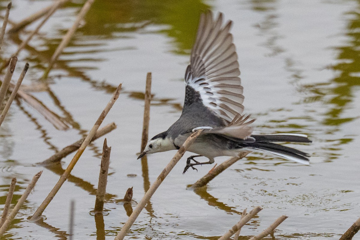 Хөх цэгцгий - ML646889198