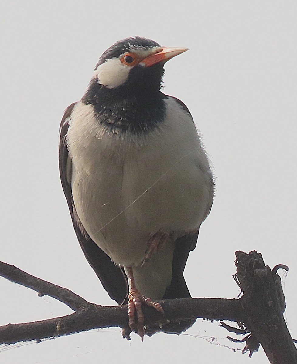 Indian Pied Starling - ML646889199
