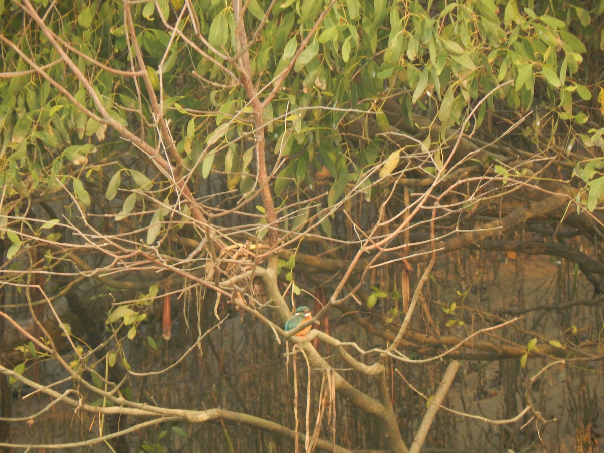 Common Kingfisher - ML646889202