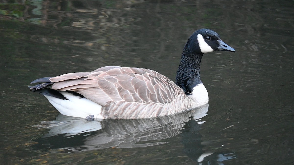 Canada Goose - ML646889203