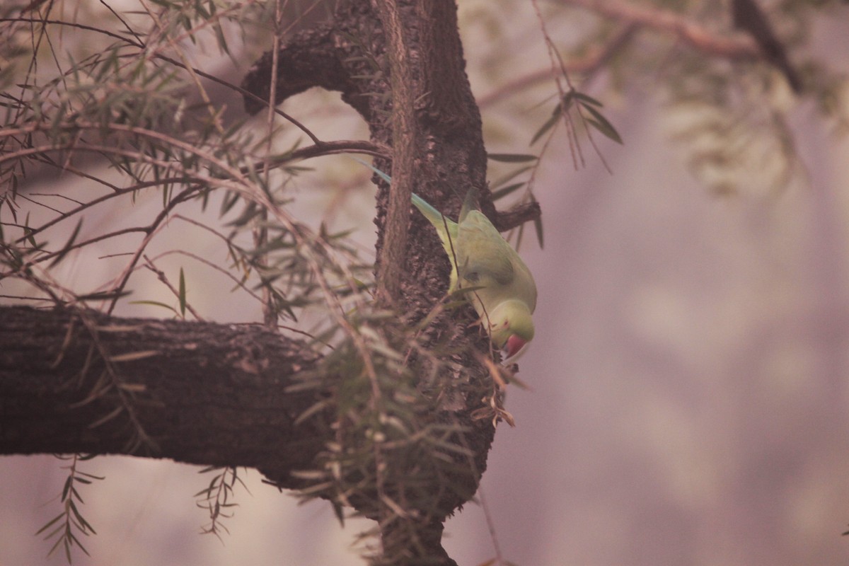 Rose-ringed Parakeet - ML646889208