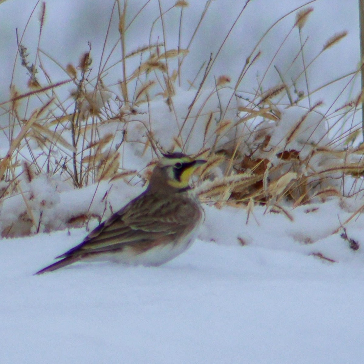 Horned Lark - ML646889210