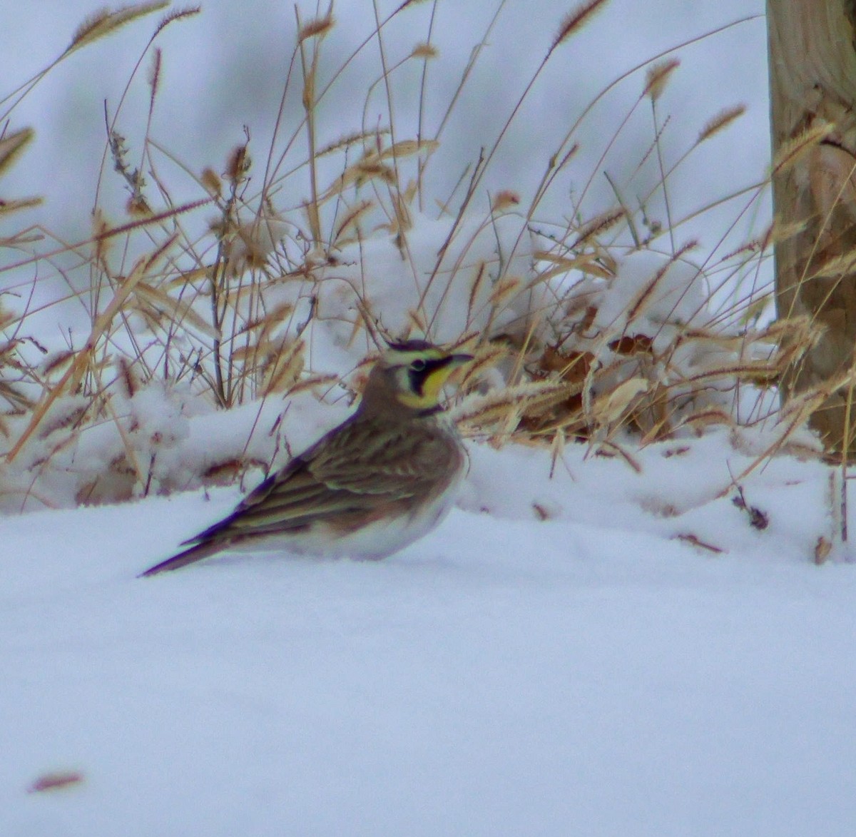 Horned Lark - ML646889211