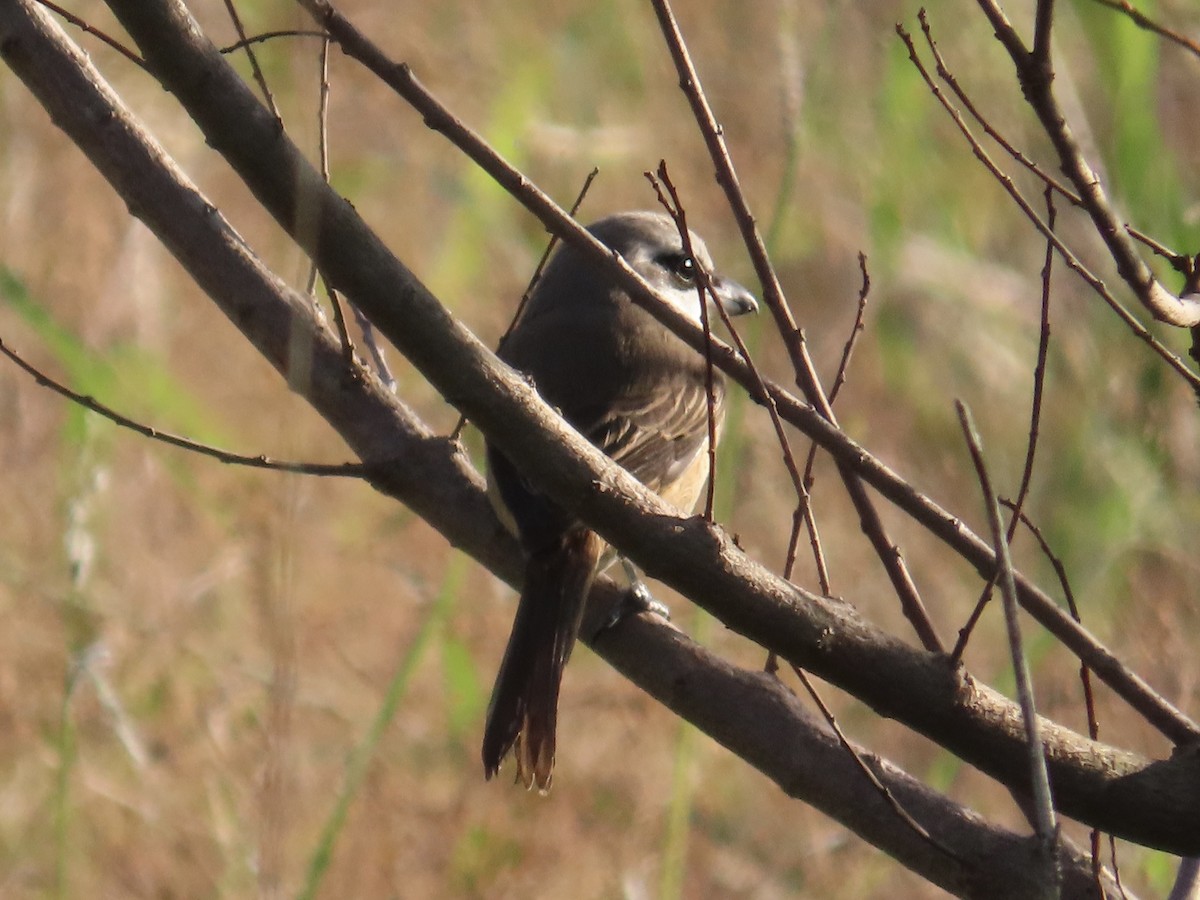 Brown Shrike (Brown) - ML646889212
