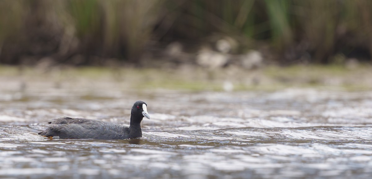 Kopetazuri arrunta - ML646889214