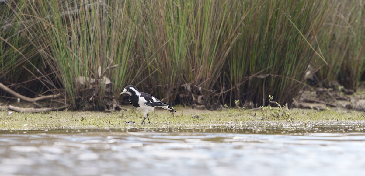 Magpie-lark - ML646889215