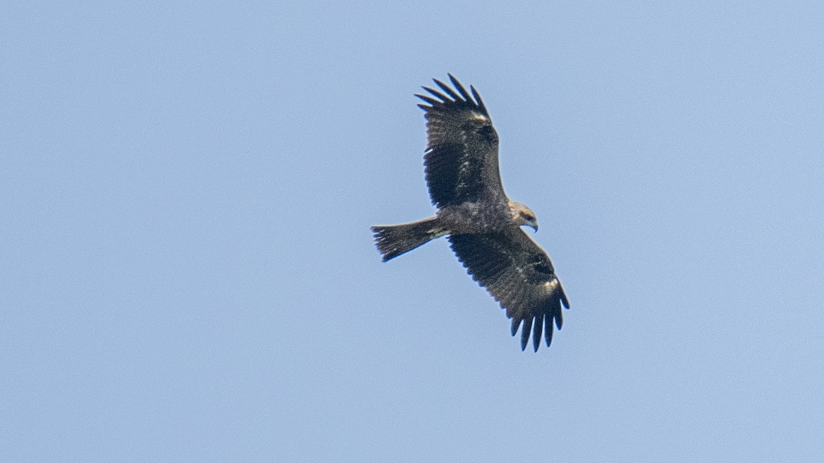 Miru beltza - ML646889217