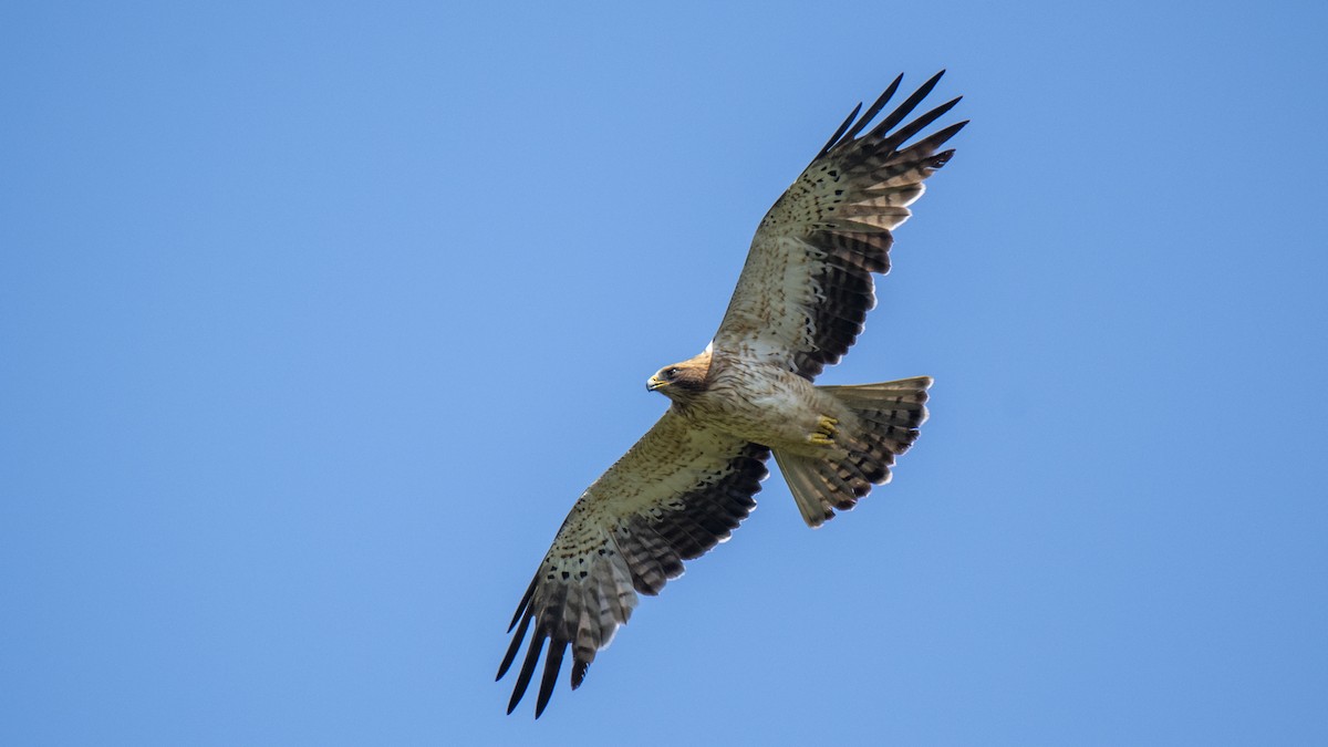 Arrano txikia - ML646889218