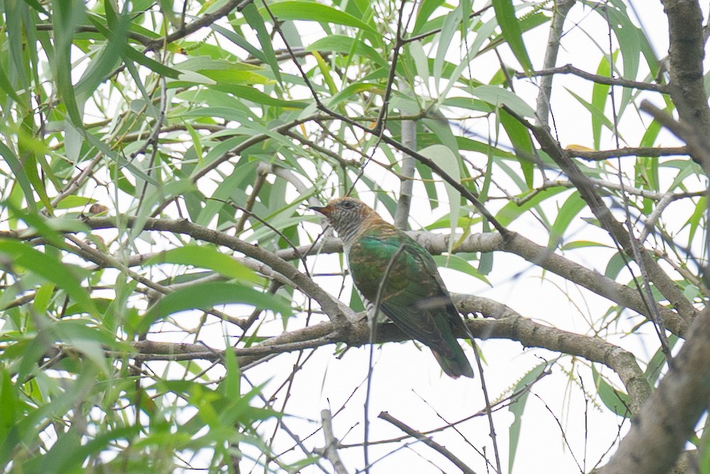 Asian Emerald Cuckoo - ML646889219