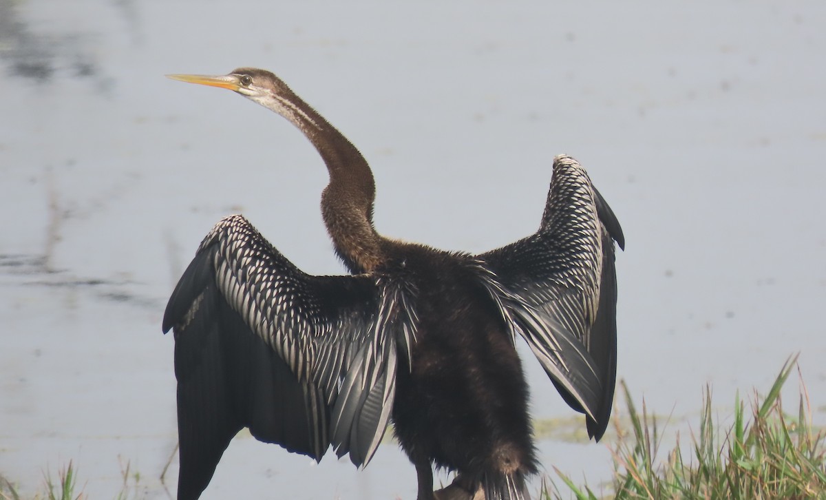 Anhinga asiarra - ML646889220