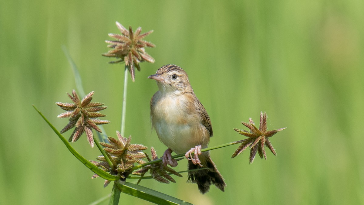 Ihi-txoria - ML646889224