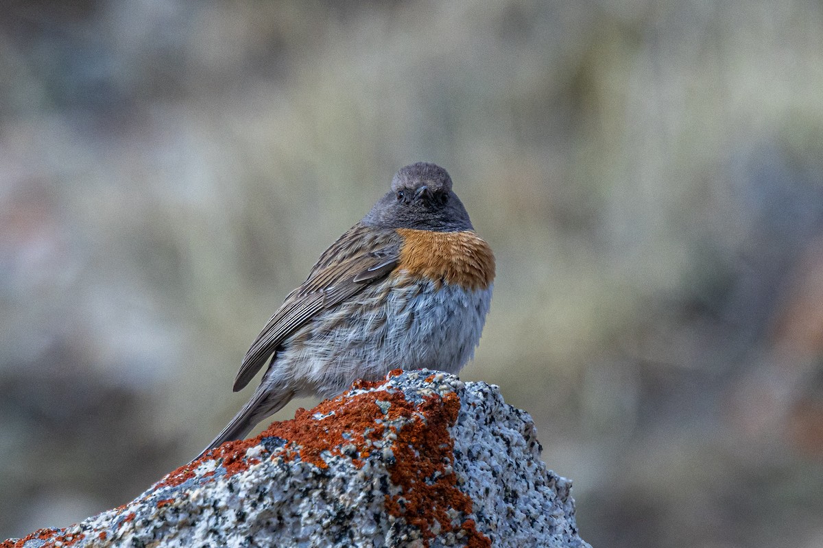 Tuntun bulargorria - ML646889226