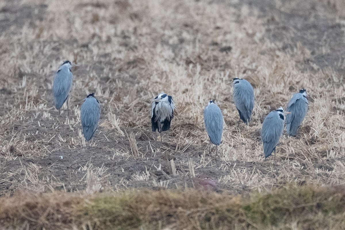 Koartza hauskara - ML646889227