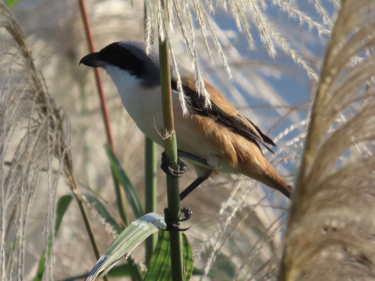 Antzandobi isats-luzea - ML646889229