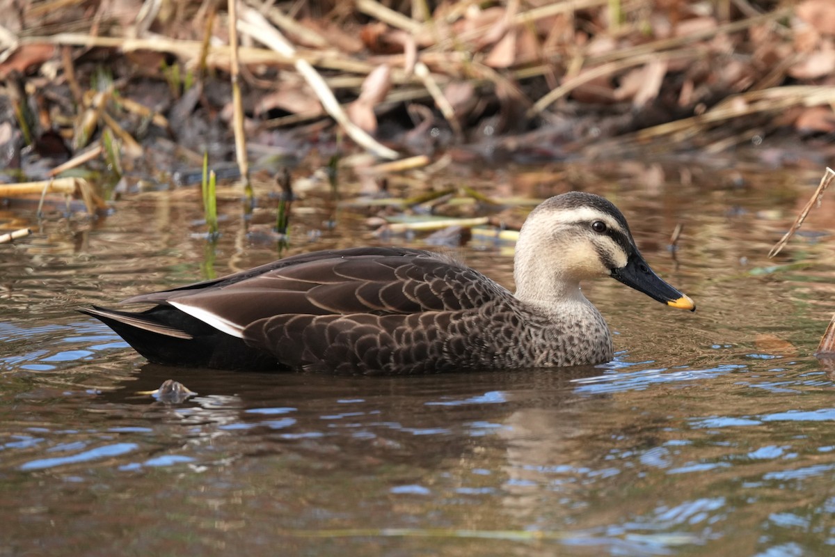 Ahate mokopikart txinatarra - ML646889230