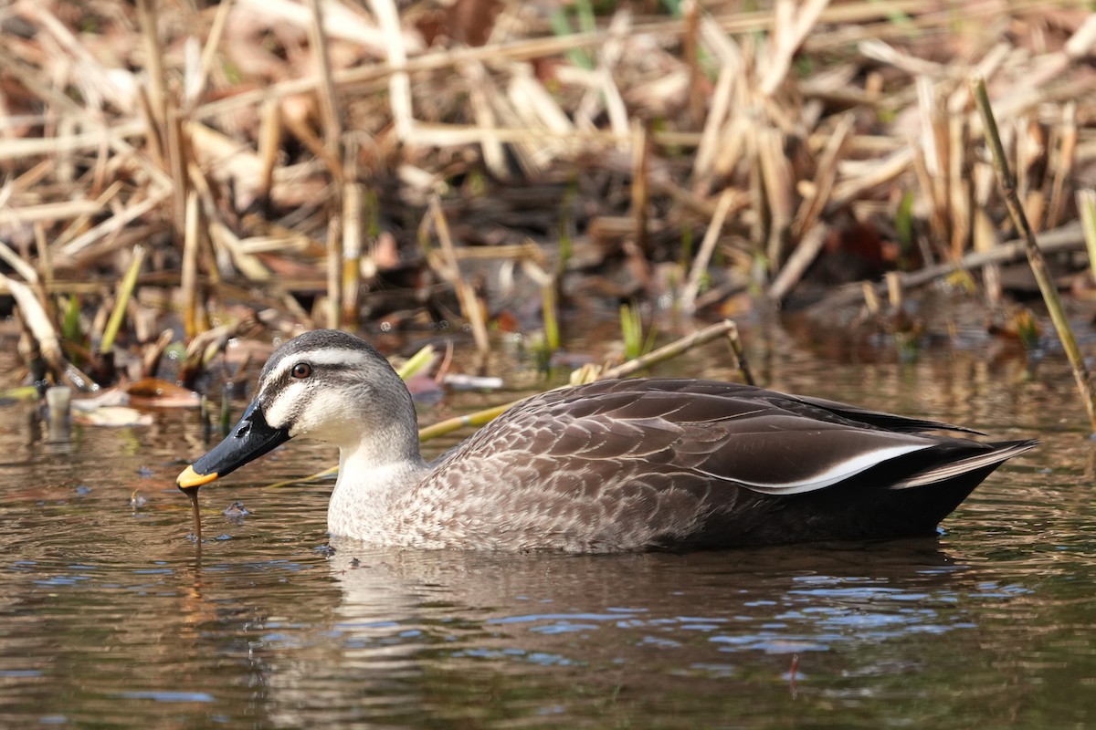 Ahate mokopikart txinatarra - ML646889231