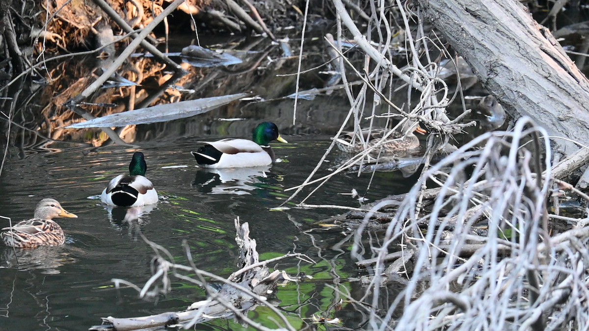 Basahatea - ML646889232