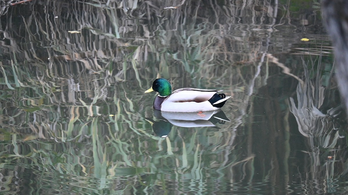 Basahatea - ML646889233