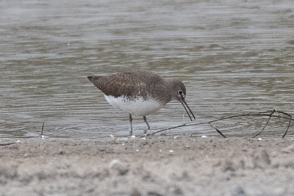 Kuliska iluna - ML646889234