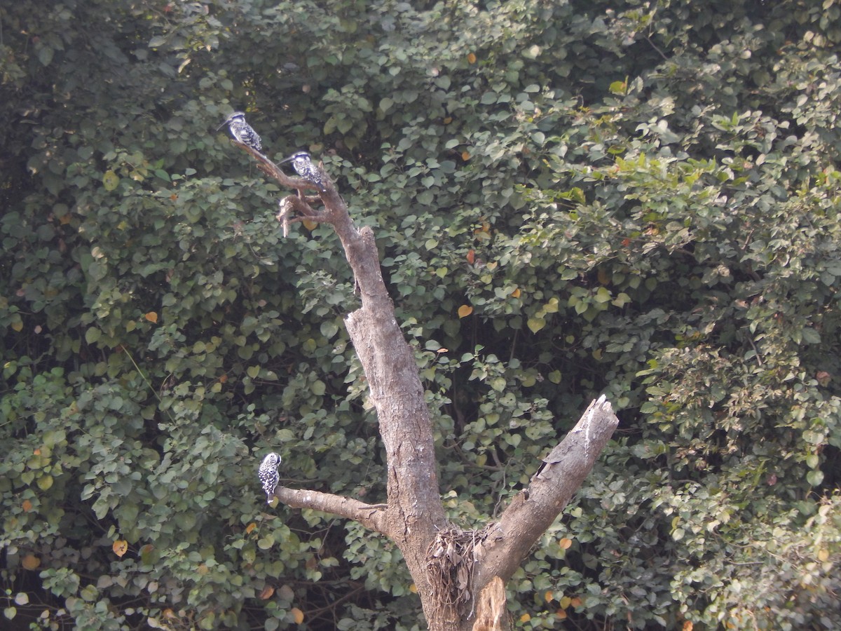 Pied Kingfisher - ML646889235