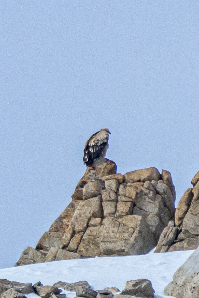 Himalayan Griffon - ML646889236