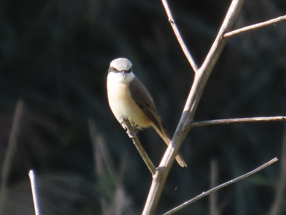 Brown Shrike (Philippine) - ML646889237