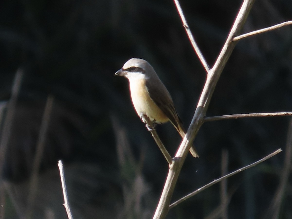 Brown Shrike (Philippine) - ML646889238