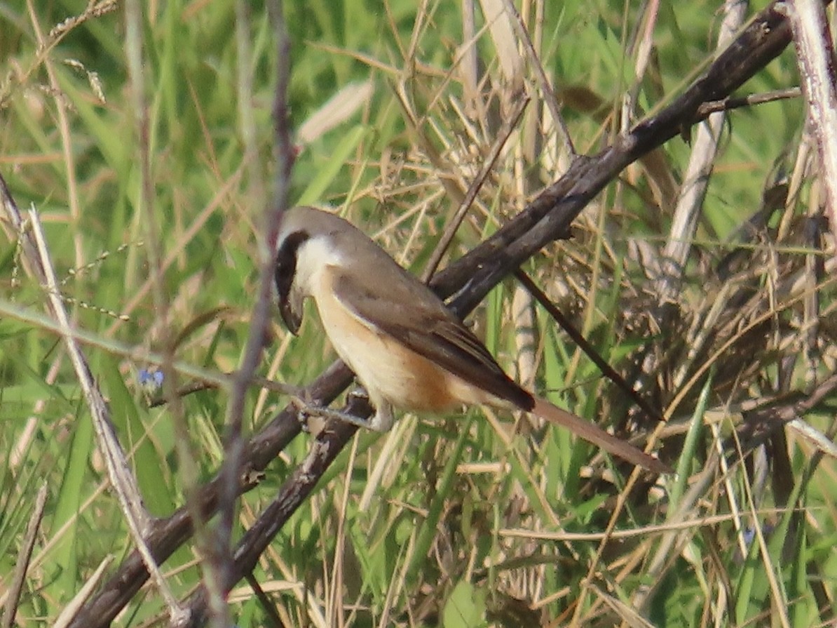 Brown Shrike (Philippine) - ML646889239