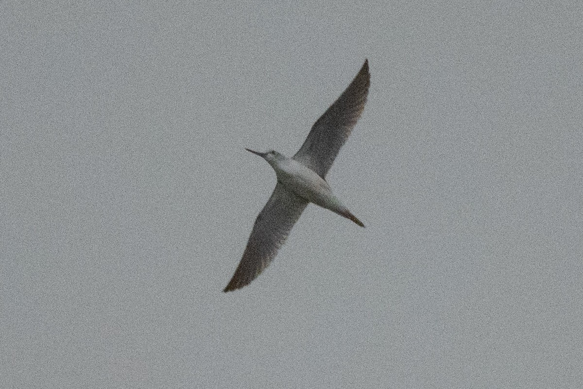 Kuliska zuria - ML646889240