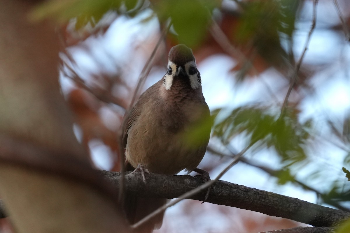 White-browed Laughingthrush - ML646889246