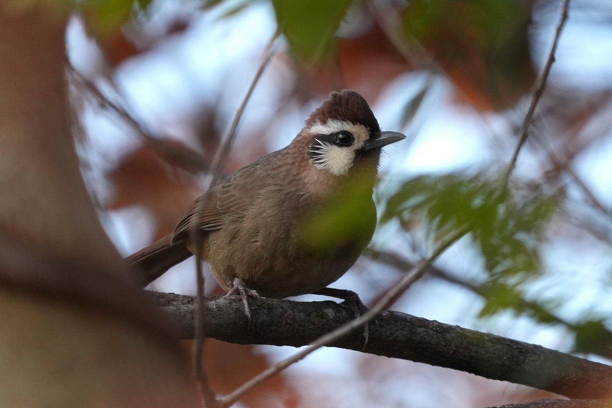White-browed Laughingthrush - ML646889247