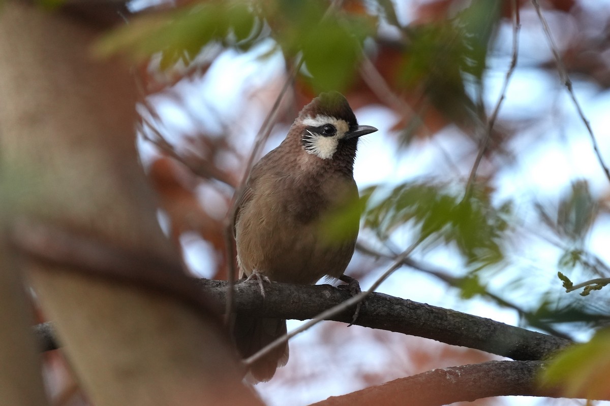 White-browed Laughingthrush - ML646889248