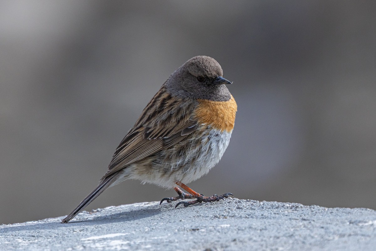 Tuntun bulargorria - ML646889250