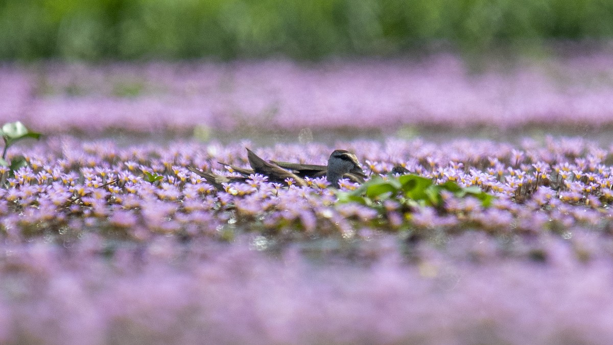 Coromandelgo antzaratxoa - ML646889251