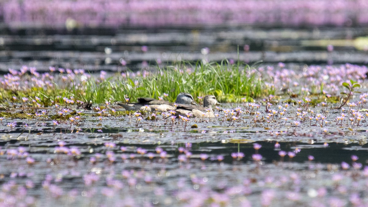 Coromandelgo antzaratxoa - ML646889252