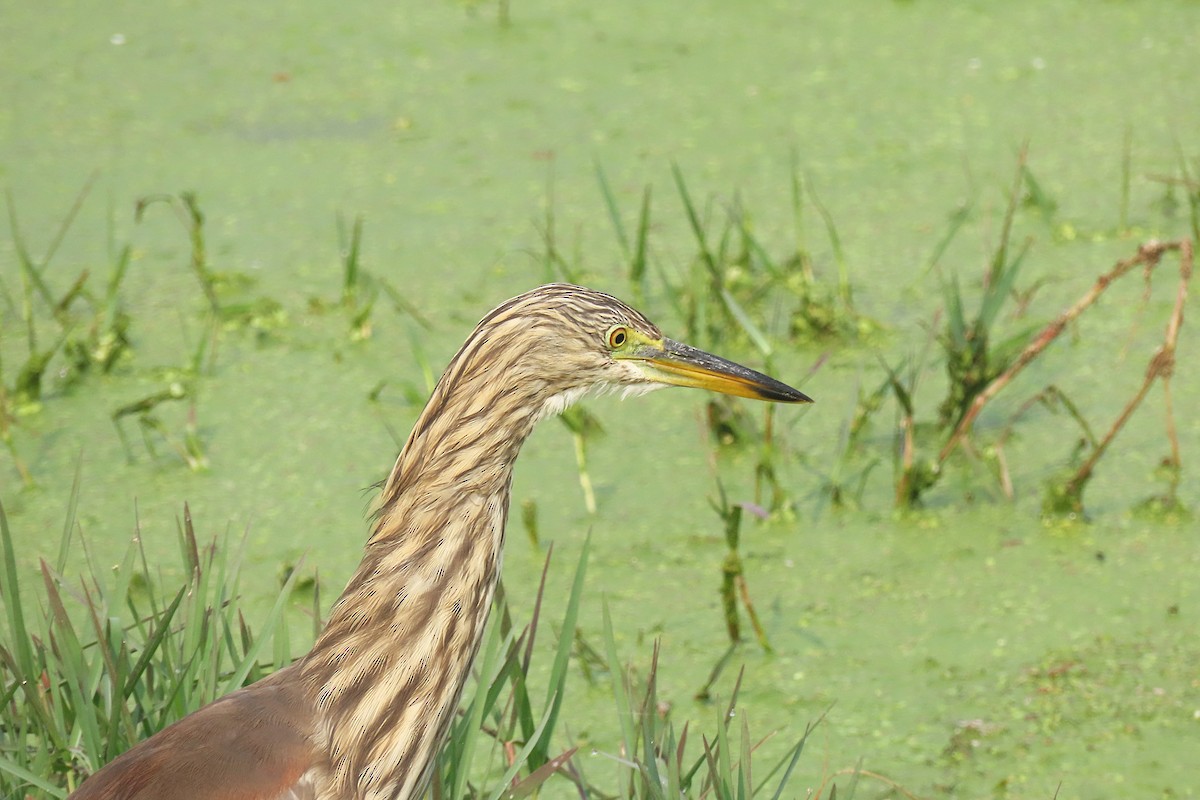 Indian Pond-Heron - ML646889253
