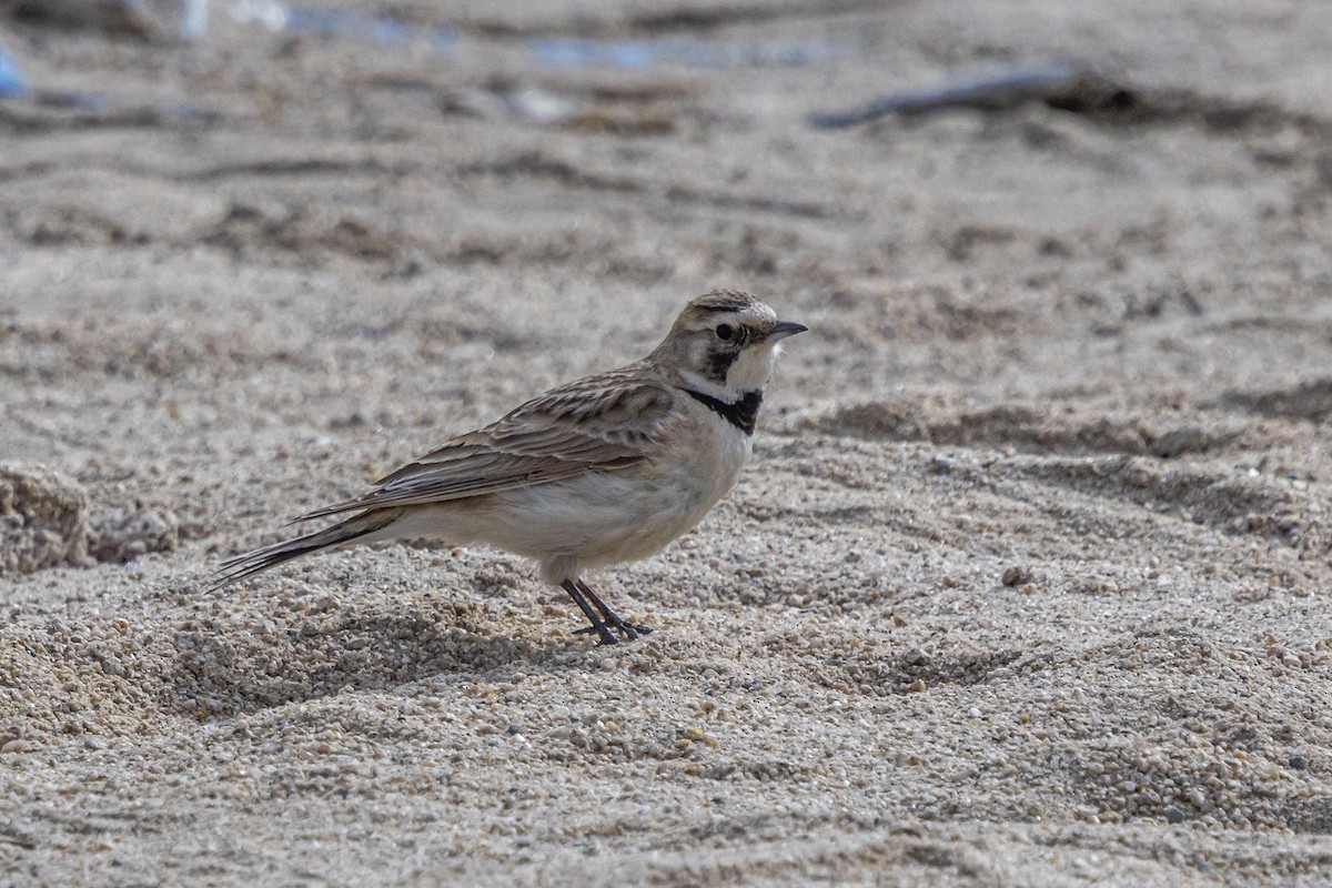 ハマヒバリ - ML646889258