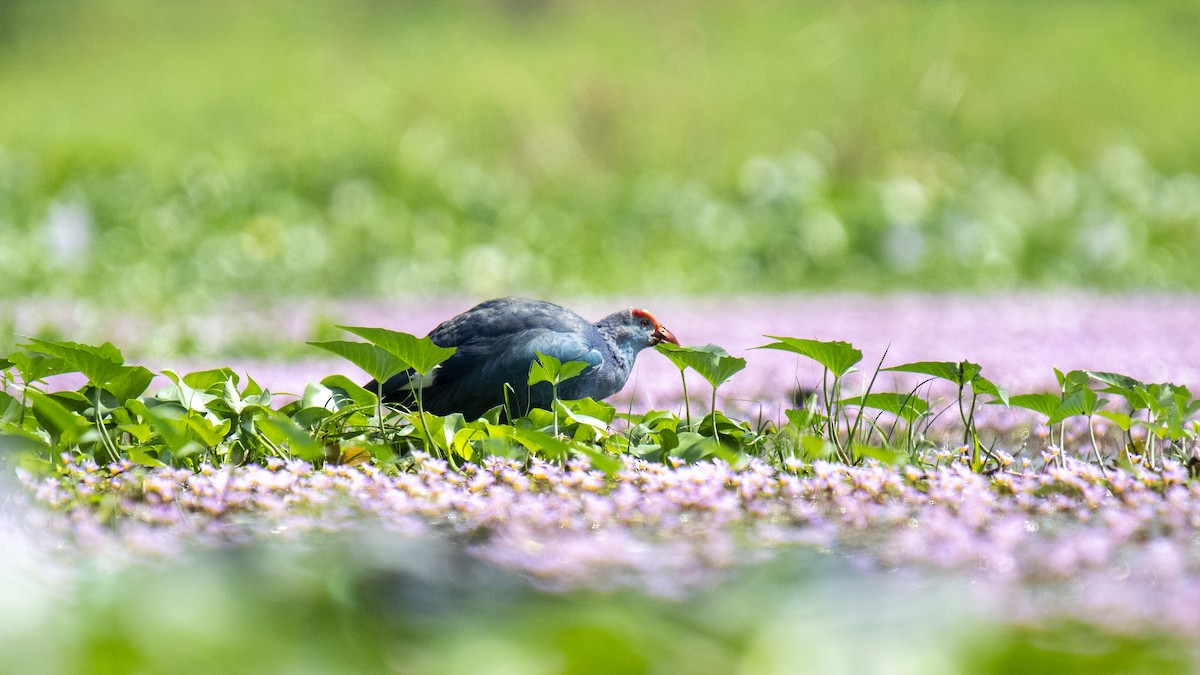 Gray-headed Swamphen - ML646889260