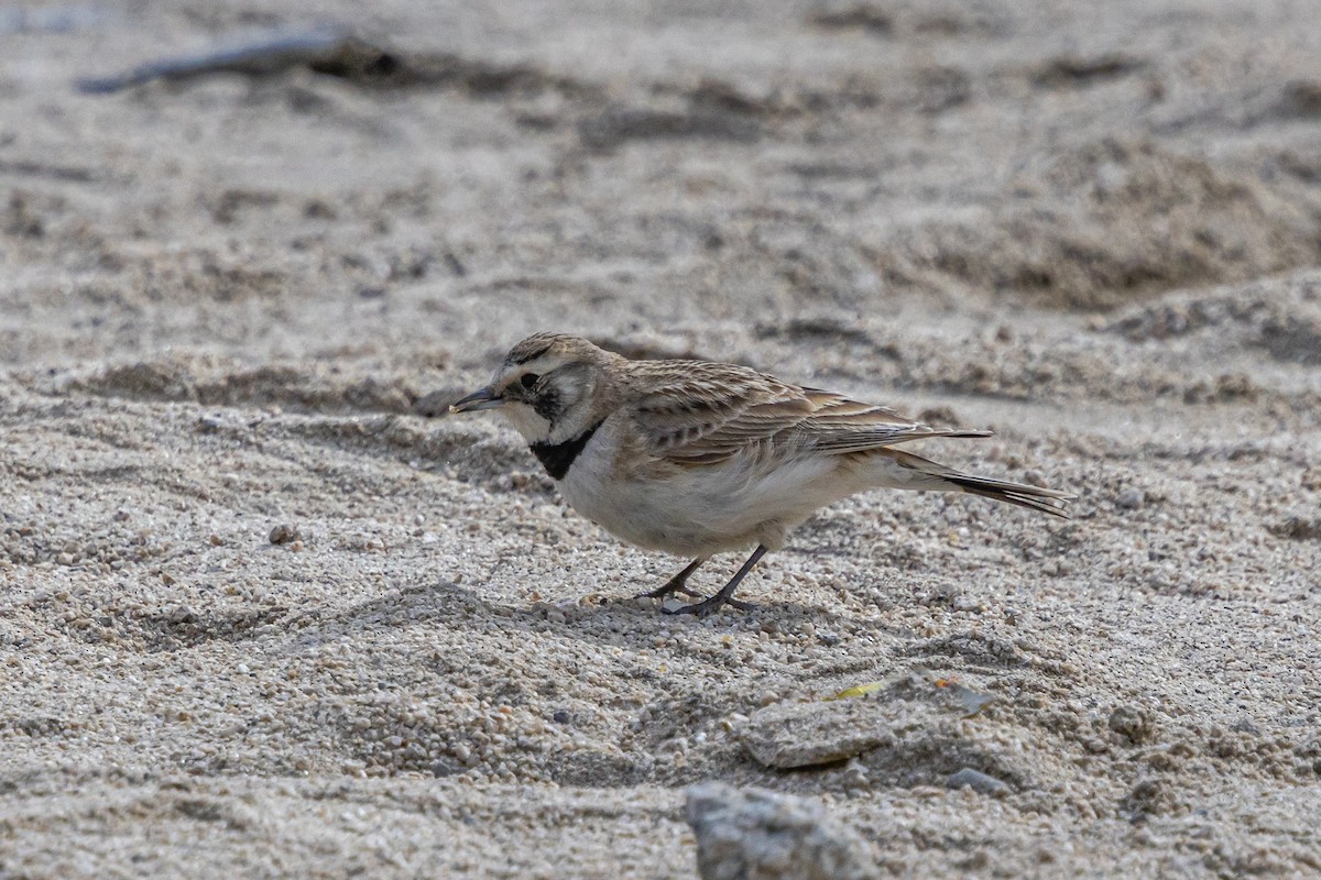 ハマヒバリ - ML646889261