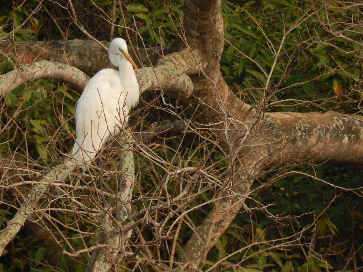 Little Egret - ML646889262