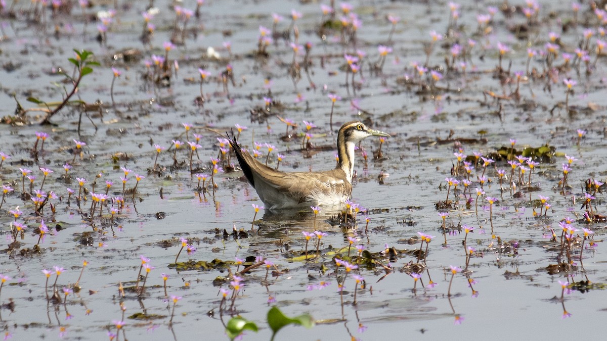 Pheasant-tailed Jacana - ML646889263