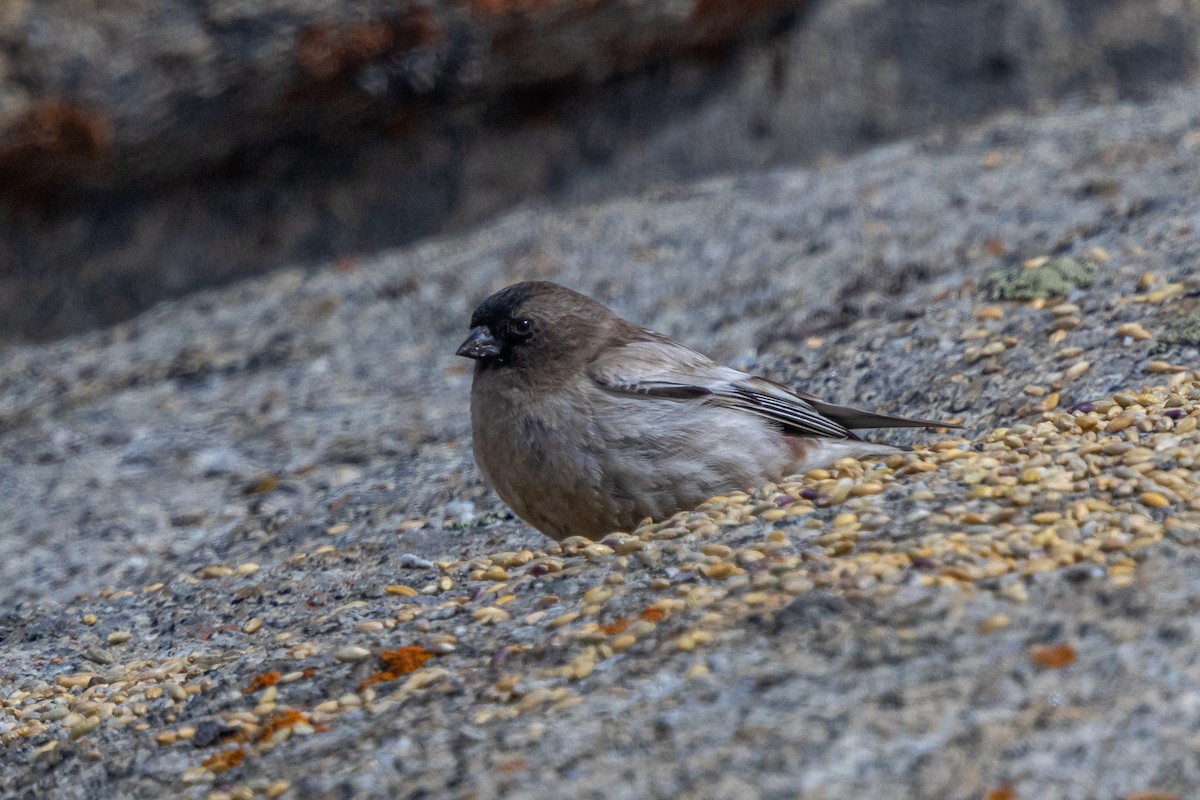 シンジュマシコ - ML646889265