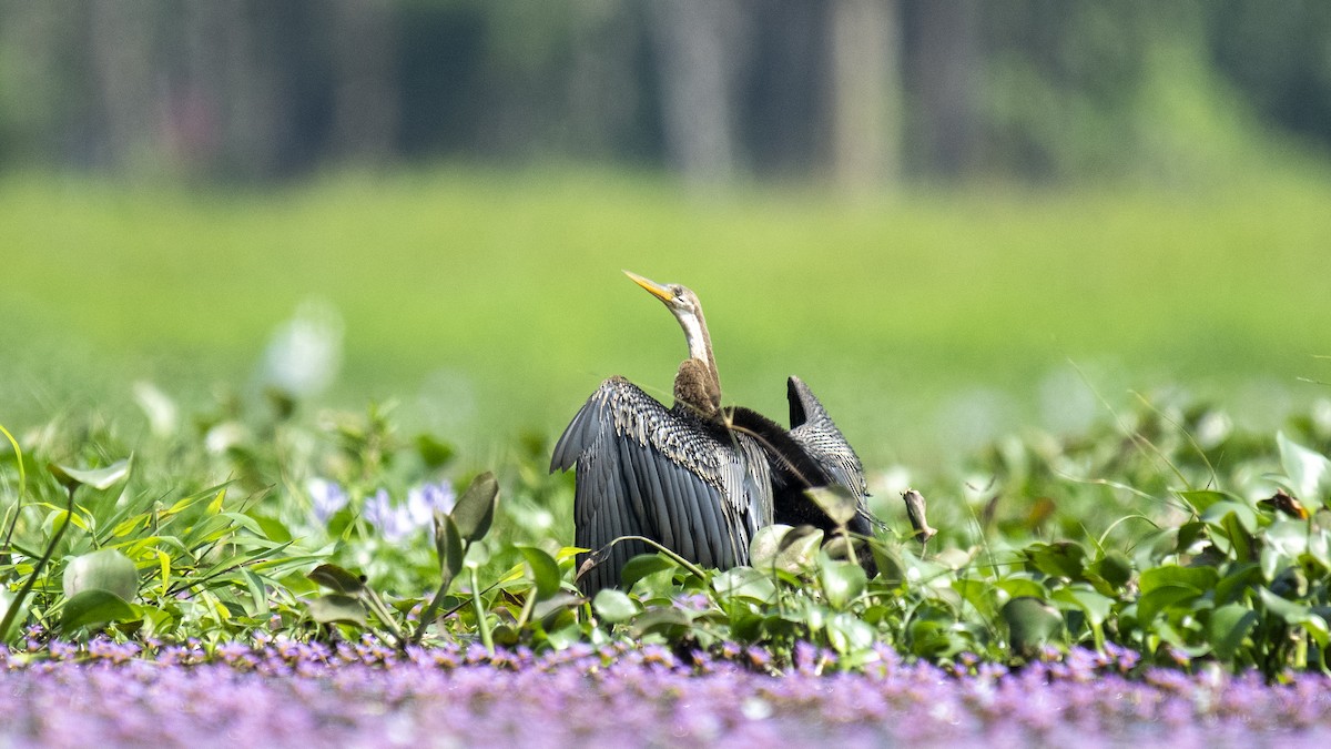 Anhinga roux - ML646889266