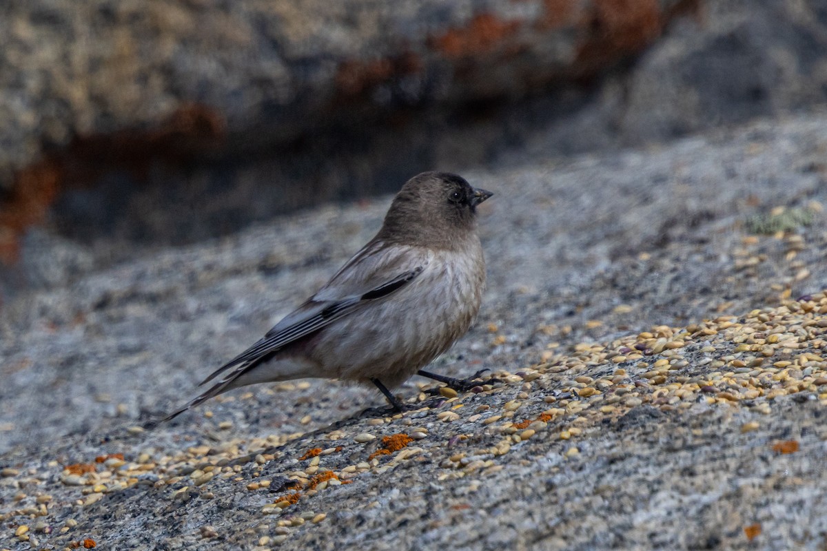 シンジュマシコ - ML646889267