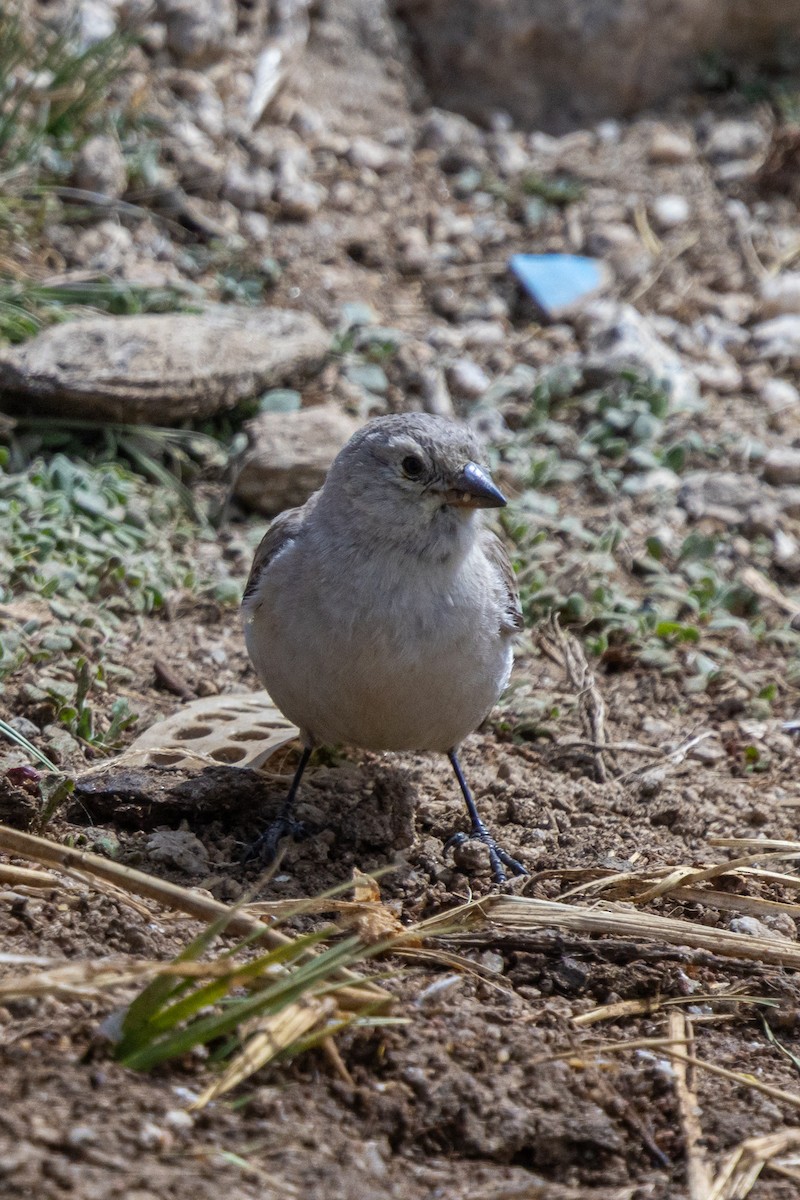 ハジロユキスズメ - ML646889269