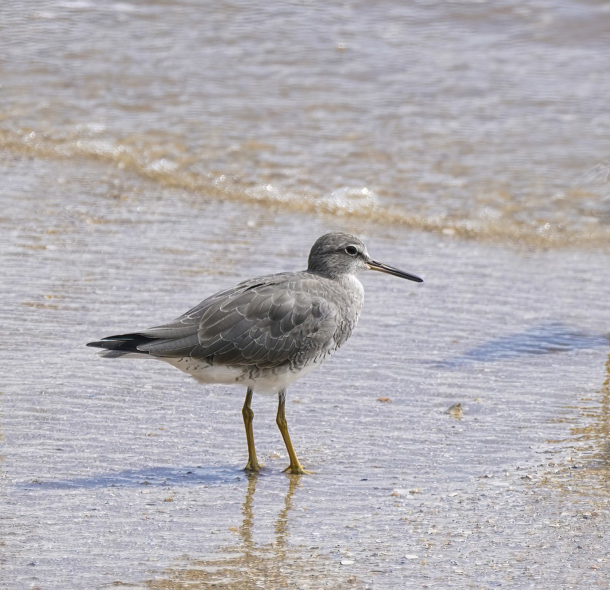 Gray-tailed Tattler - ML646889271