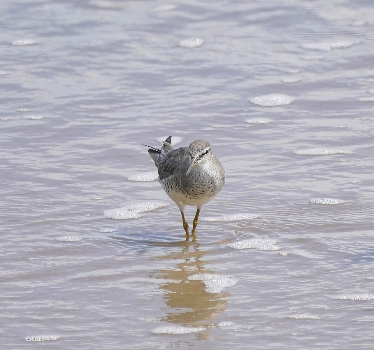Gray-tailed Tattler - ML646889272