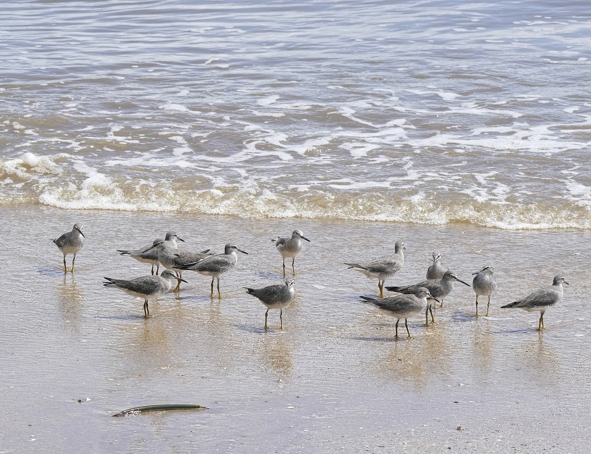 Gray-tailed Tattler - ML646889273