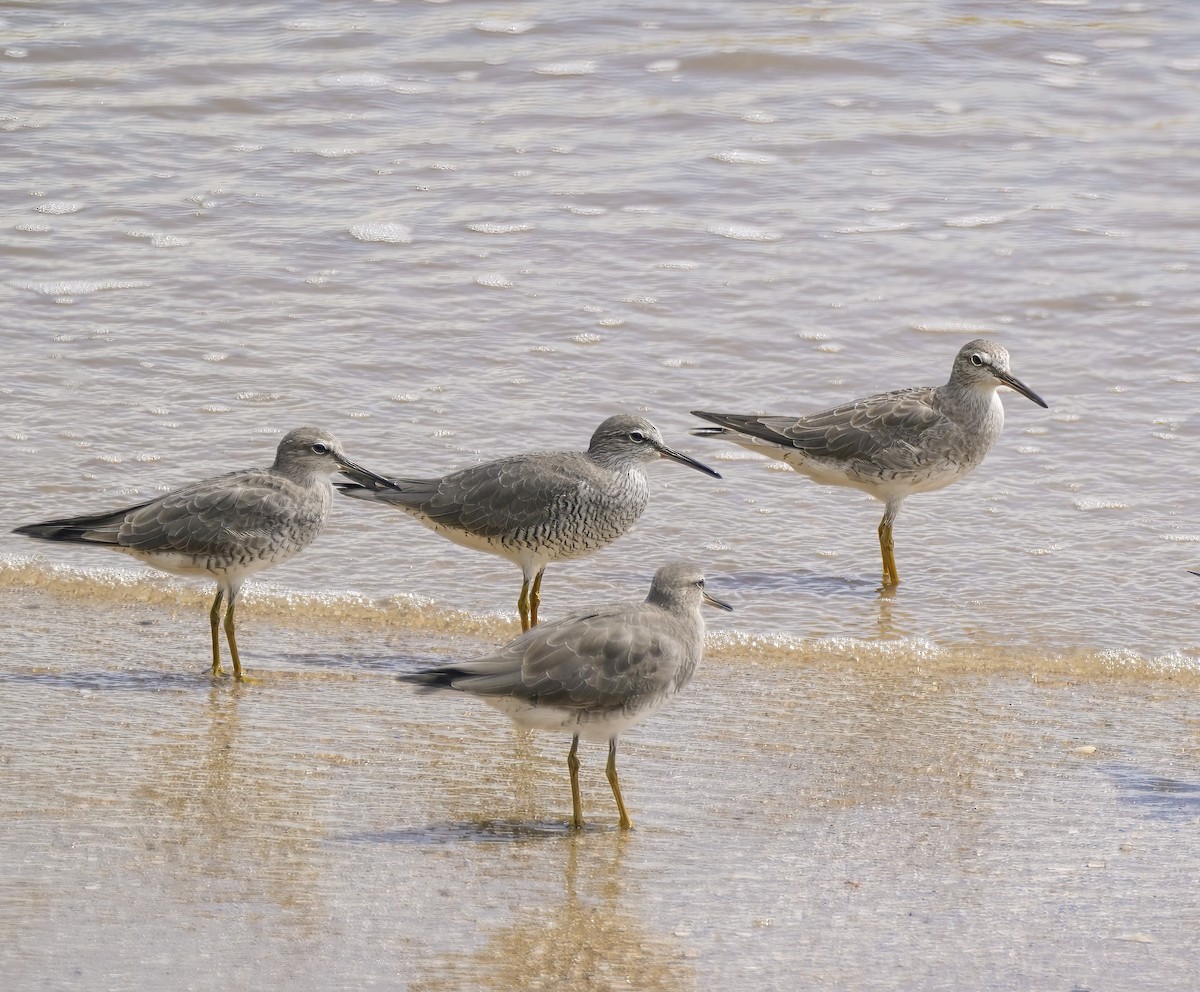 Gray-tailed Tattler - ML646889274